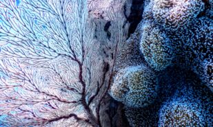 Attention deficit hyperactivity disorder (ADHD) Outline Handbook and Diagnosis Pathway guide | London Cult.