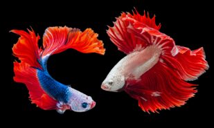 Fish Change Gender and Experience Anxiety: How Medications Affect Nature | London Cult.