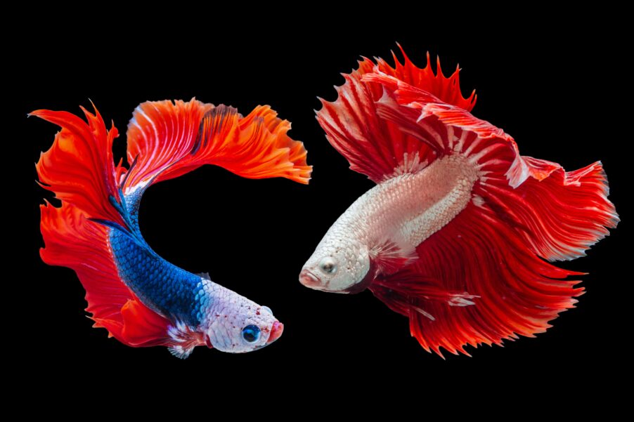 Fish Change Gender and Experience Anxiety: How Medications Affect Nature | London Cult.