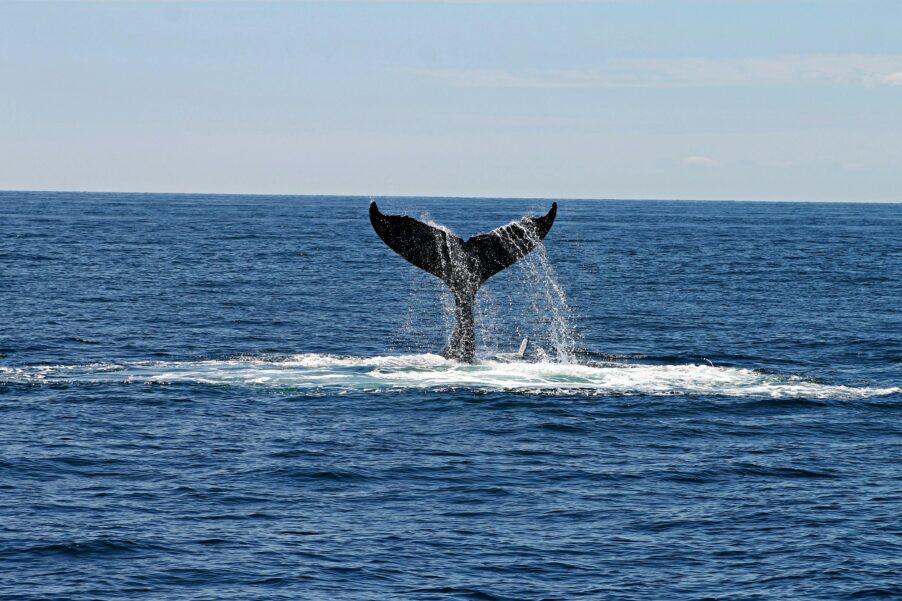 humpback whale Ocean, tail, whale, flippers, blowhole, barnacles, baleen, breaching, singing, migration, krill, plankton, feeding, spyhopping, lobtailing, fluke, acrobatics, marine, mammal, conservation, coral, reefs, endangered, species, cetology, ecology, harmony, krill, seabirds, dolphins, bubble net.