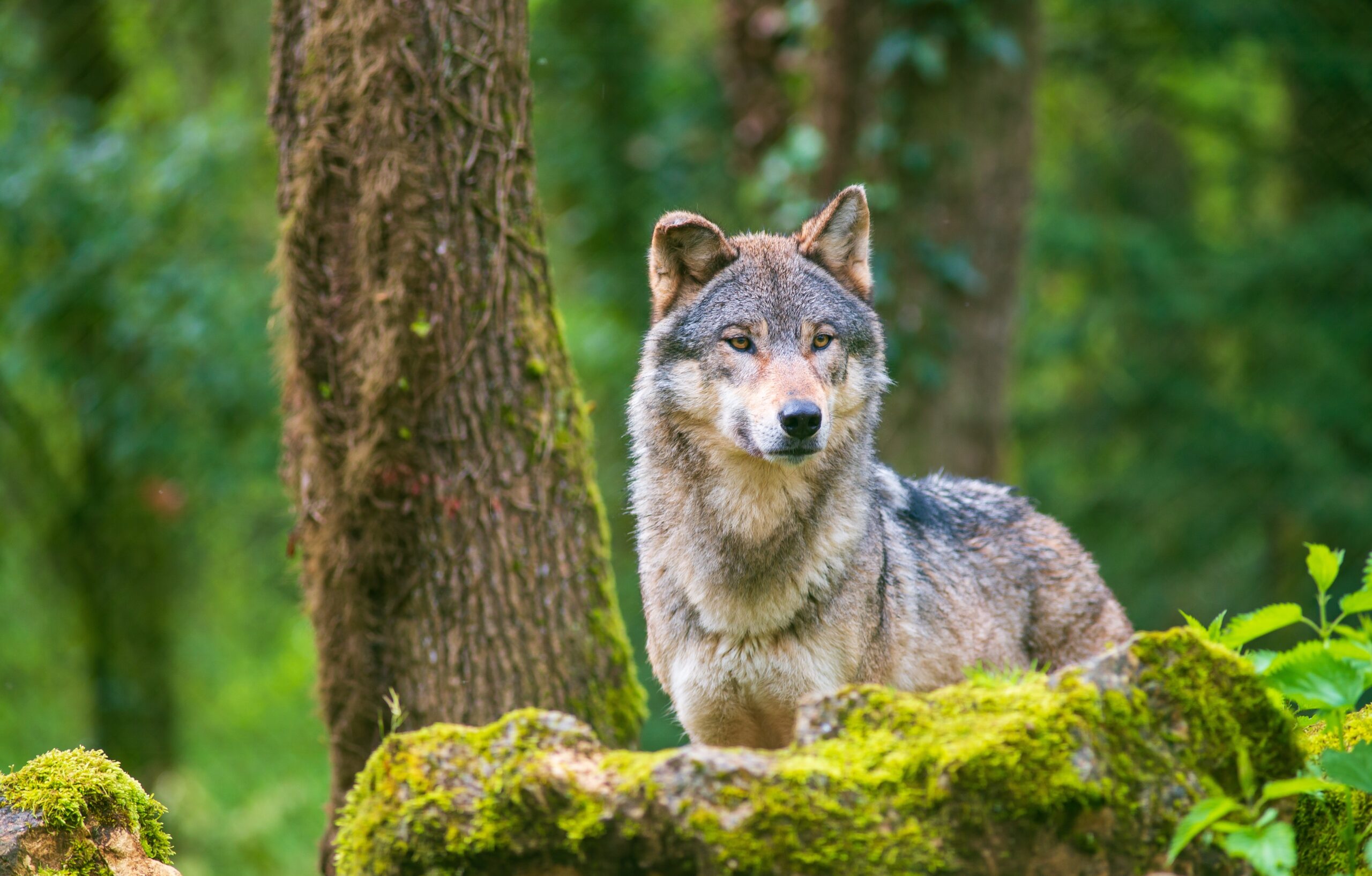 Portrait of a gray wolf photographed in the forest