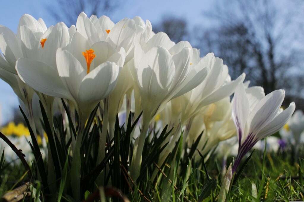 White Crocus Flower under a sunny sky