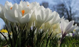 White Crocus Flower under a sunny sky