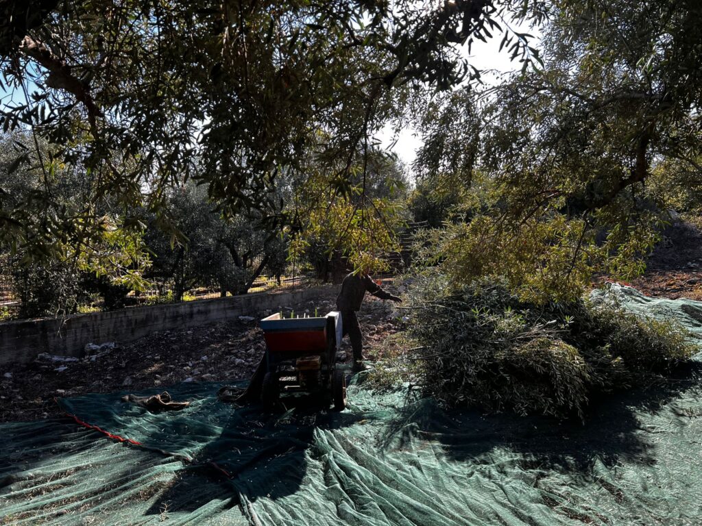 The Journey of Olive Oil: From Tree to Bottle | London Cult.