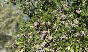 The Journey of Olive Oil: From Tree to Bottle | London Cult.