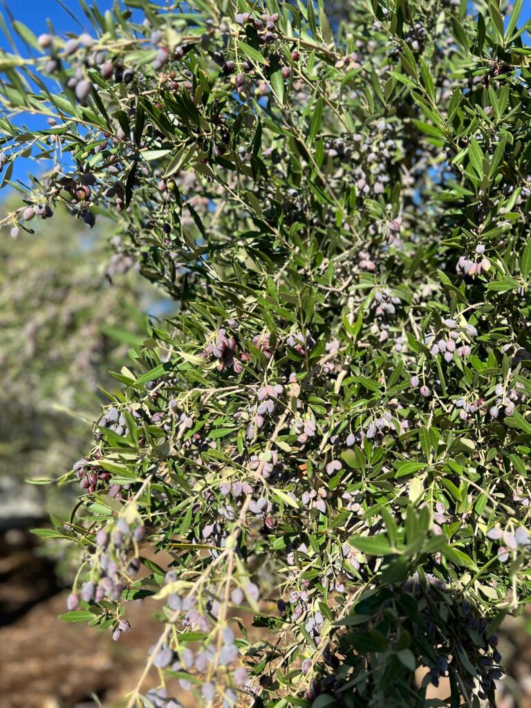 The Journey of Olive Oil: From Tree to Bottle | London Cult.