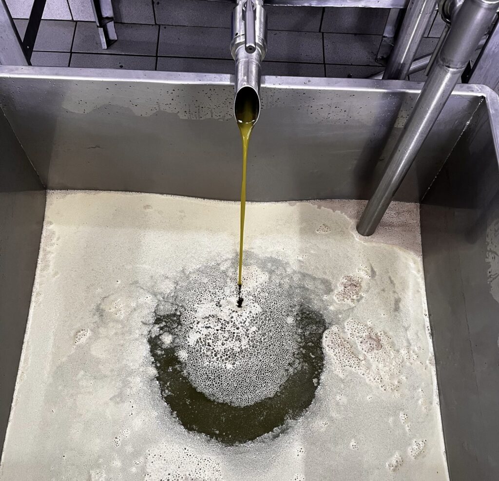 The Journey of Olive Oil: From Tree to Bottle | London Cult.