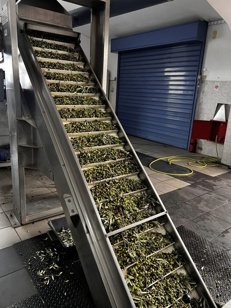 The Journey of Olive Oil: From Tree to Bottle | London Cult.