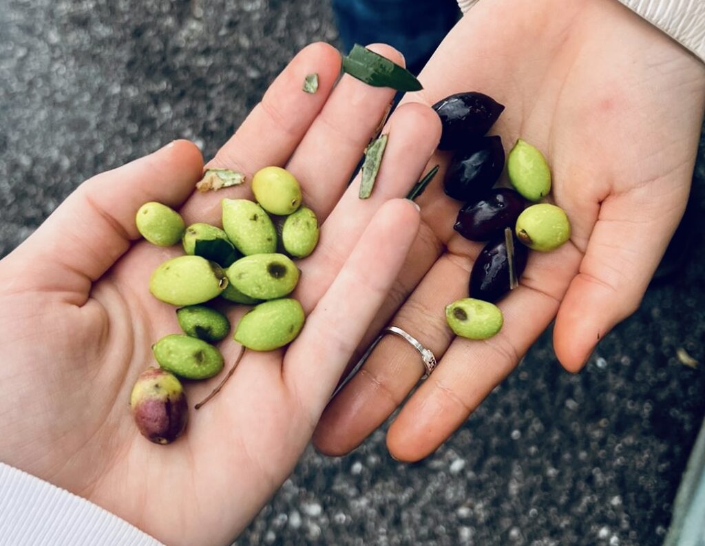 The Journey of Olive Oil: From Tree to Bottle | London Cult.