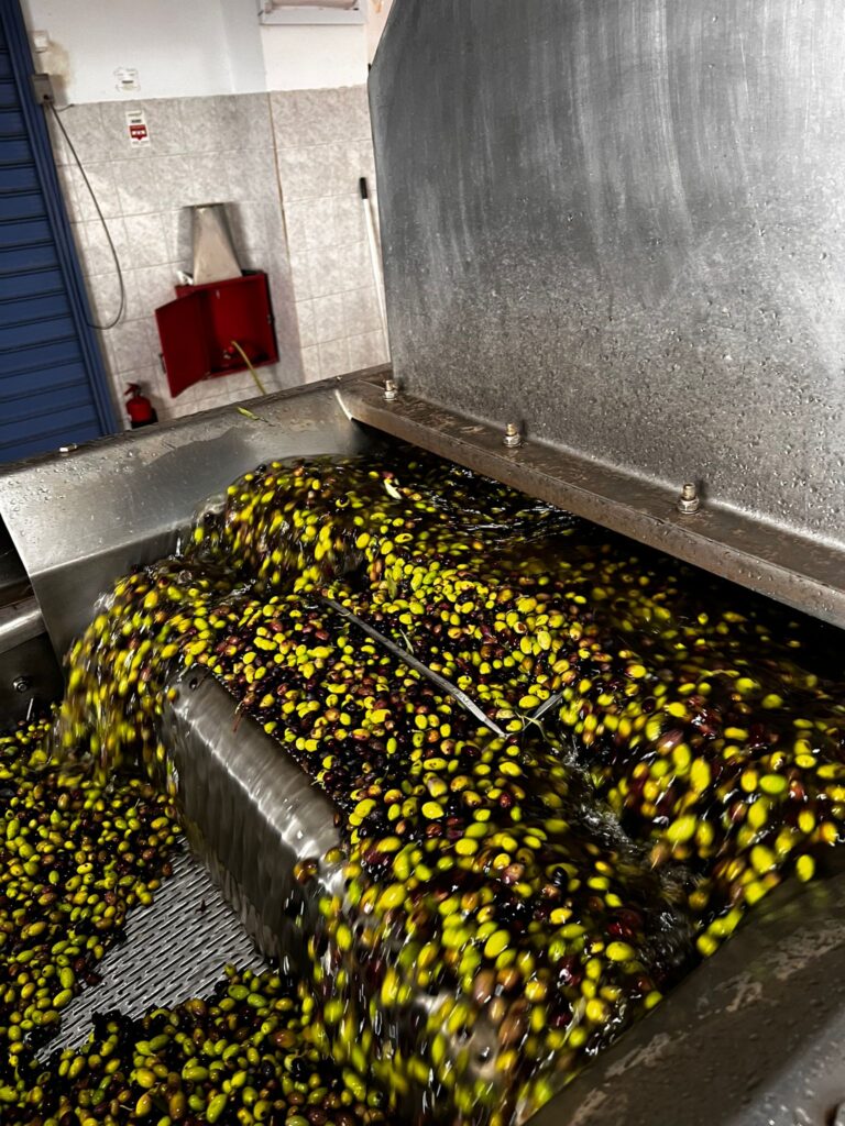 The Journey of Olive Oil: From Tree to Bottle | London Cult.