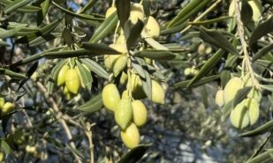 Как это бывает: страда сбора оливок в Пелопоннесе | London Cult.