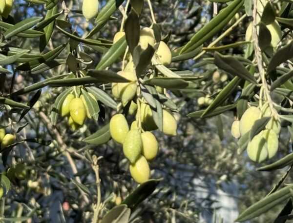 Как это бывает: страда сбора оливок в Пелопоннесе | London Cult.