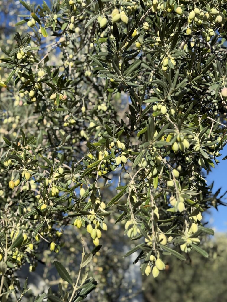 Как это бывает: страда сбора оливок в Пелопоннесе | London Cult.