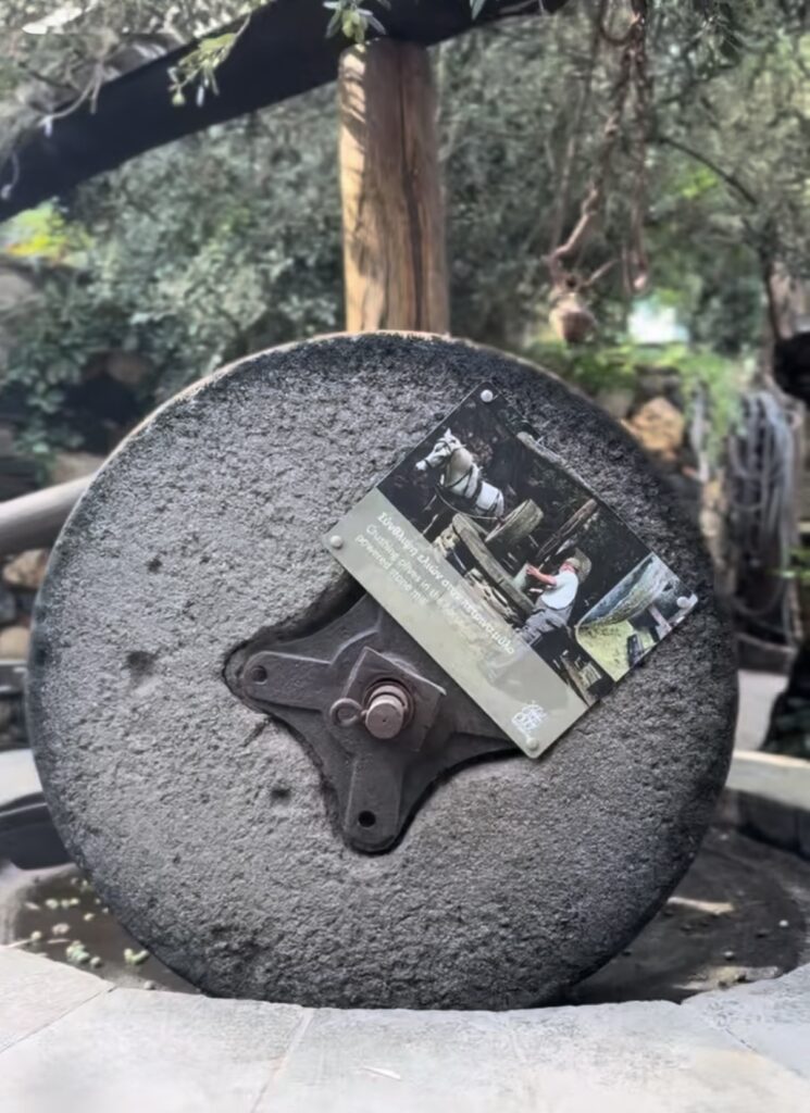 The Journey of Olive Oil: From Tree to Bottle | London Cult.