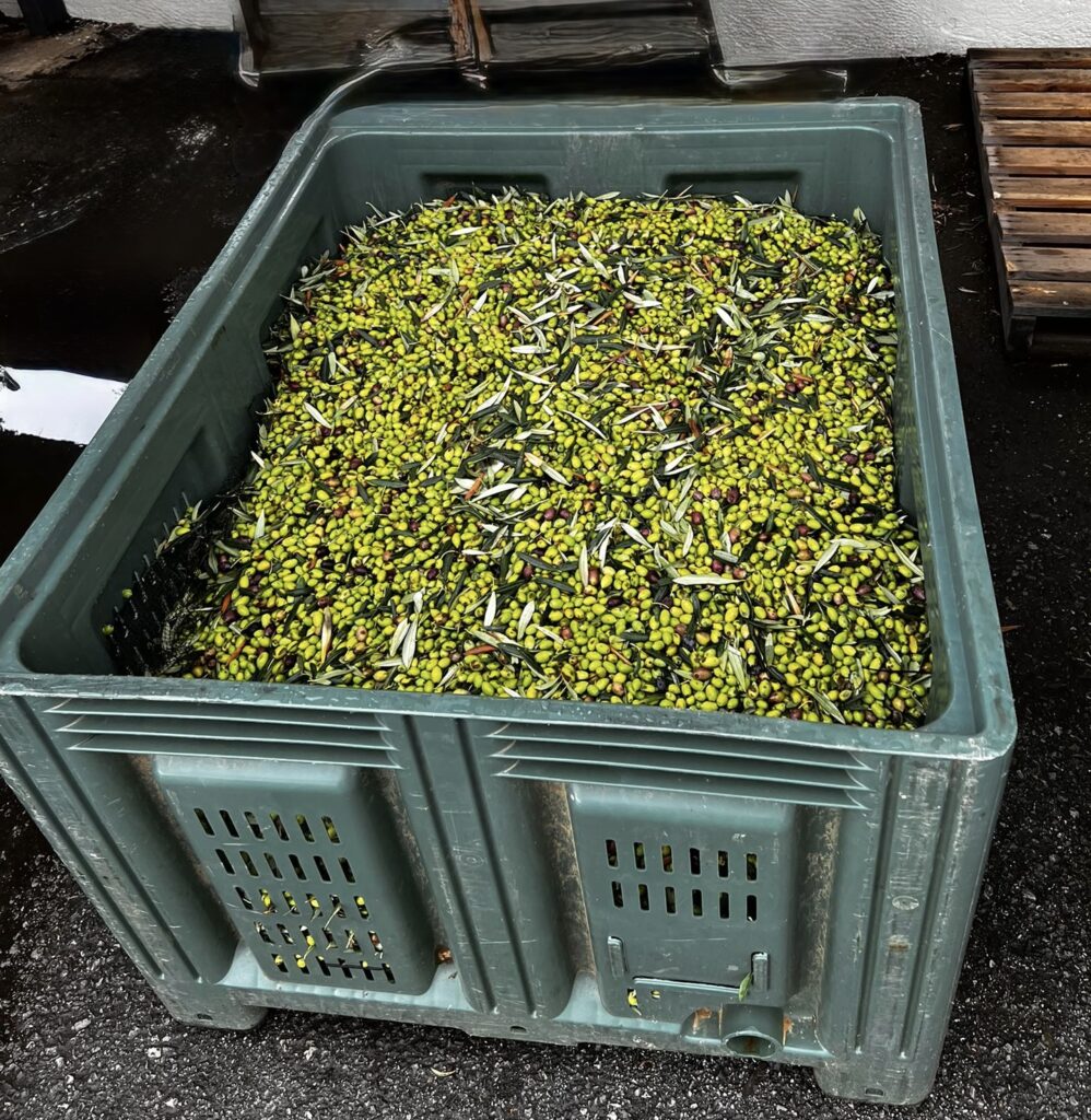 Как это бывает: страда сбора оливок в Пелопоннесе | London Cult.