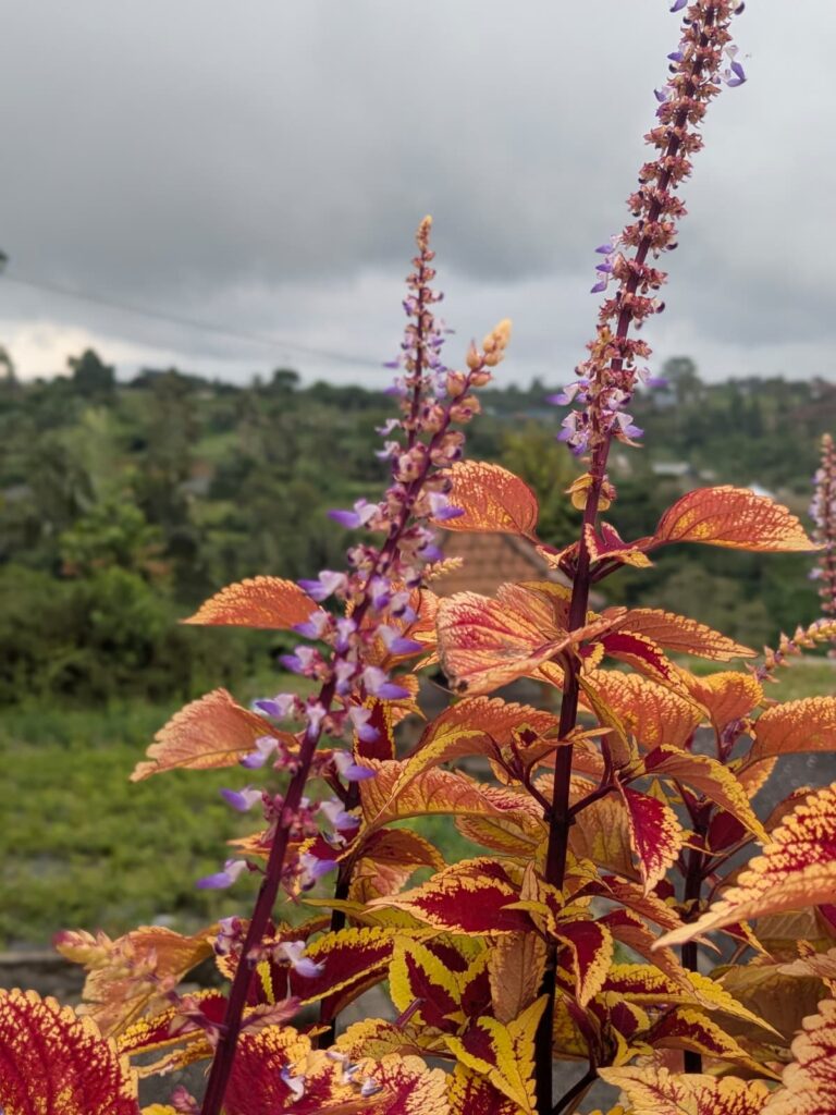 Flowers, Bali, Indonesia