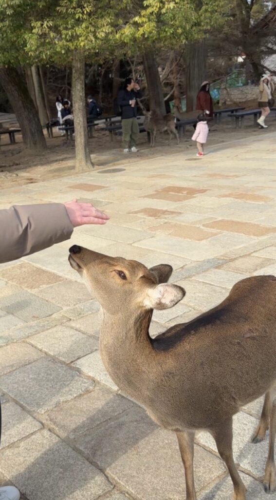 Семь остановок в Японии: путешествие по безупречной стране | London Cult.