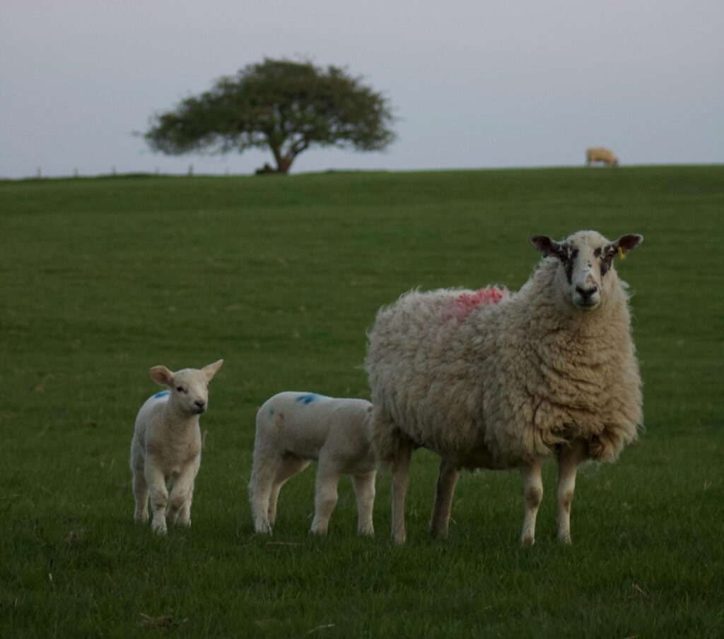 Под одной крышей: Англия раннего Нового времени и её животные | London Cult.
