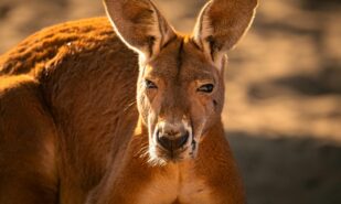 От каторжников до «mate»: как родился австралийский английский | London Cult.