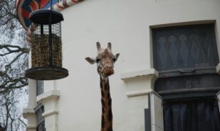 London Zoo — 200 лет: посетителям откроют подробности исследования животных | London Cult.